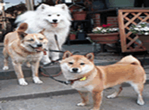 看板犬