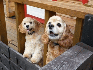 看板犬