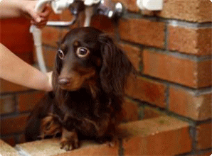 看板犬