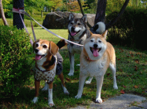 看板犬がお出迎い！
