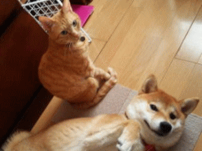 看板ペット