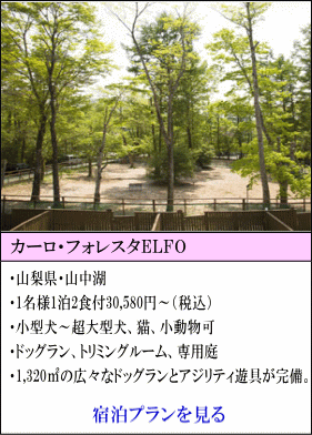 カーロフォレスタELFO　山梨県山中湖　1名様1泊2食付30,580円～（税込）　小型犬～超大型犬、猫、小動物可　ドッグラン、トリミングルーム、専用庭あり　1320㎠の広々なドッグランとアジリティ遊具が完備！　宿泊プランを見る